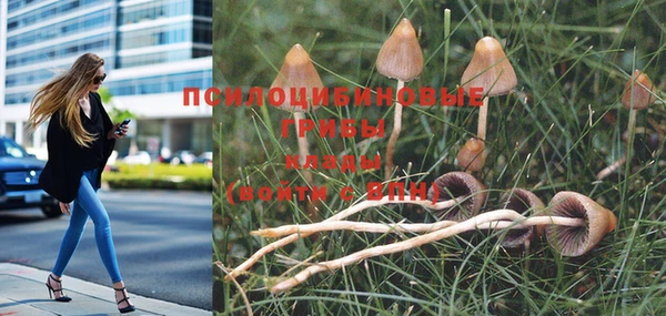 PSILOCYBIN Алзамай